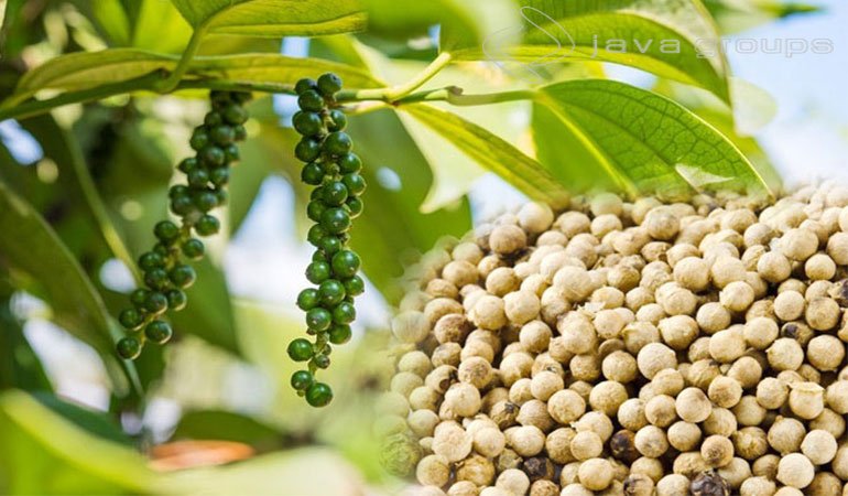 Proses Mengolah Merica atau Lada Putih Pasca Panen