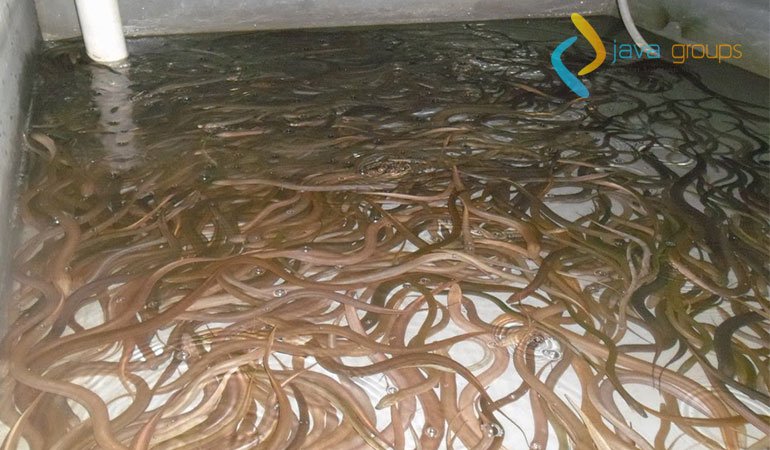 5 Keuntungan Dalam Budidaya Belut Tanpa Menggunakan Lumpur