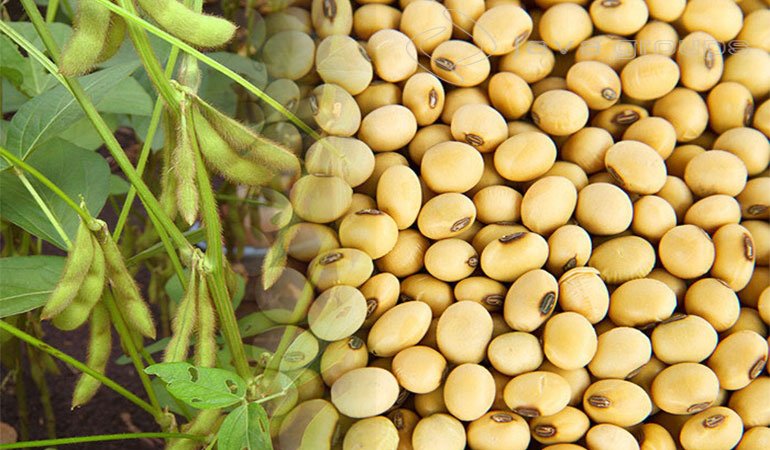 Cara Menangani Pasca Panen Kacang Kedelai Agar Hasil Berkualitas