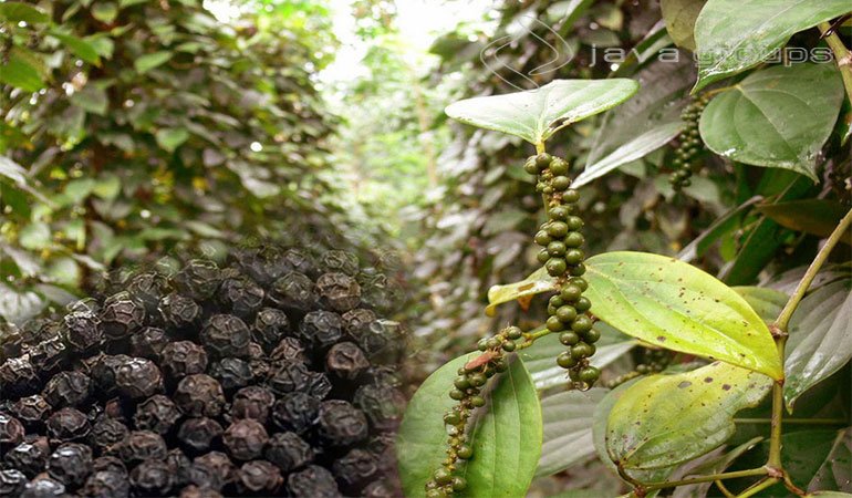 Proses Pengolahan Lada atau Merica Hitam Pasca Panen