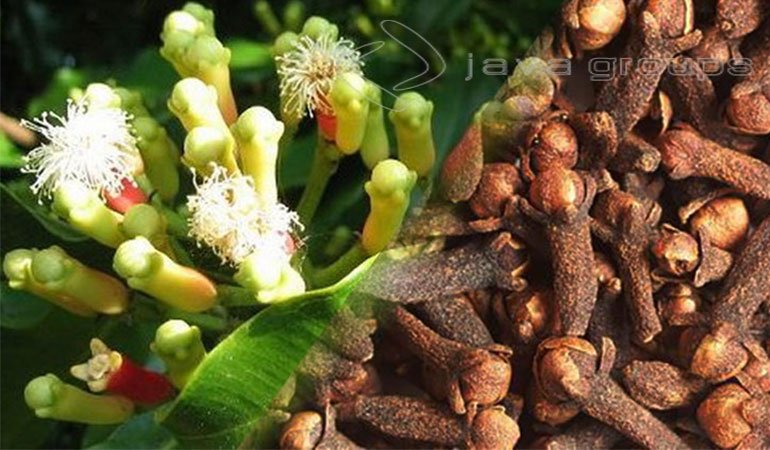 Proses Pasca Panen Bunga Cengkeh Berkualitas