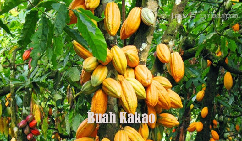 Cara Pengolahan Biji Buah Kakao Pasca Panen