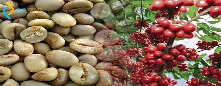 Cara Memilih Biji Kopi Mentah yang Berkualitas Baik dan Proses Pembuatannya