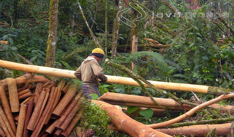 Proses Pasca Panen Kulit Kayu Manis