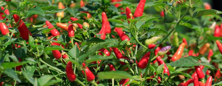 Cara Mudah Menanam Cabe Sendiri Menggunakan Polybag